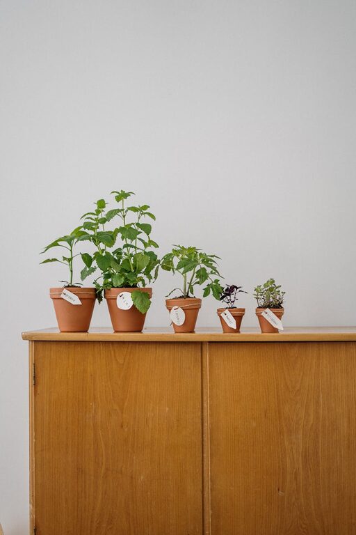 How to Start a Small Herb Garden Indoors: A Step-by-Step Guide